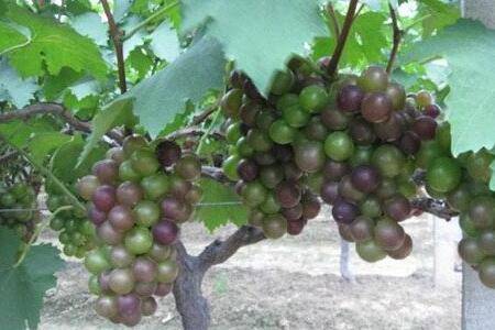 盆栽葡萄只长叶不开花结果的原因及解决办法