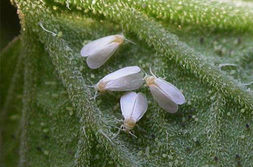 1559556168604037.jpg 盆栽小西红柿出现病虫害用什么方法治理