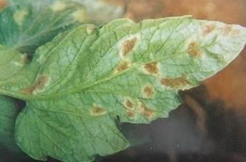 1559556210593279.jpg 盆栽小西红柿出现病虫害用什么方法治理