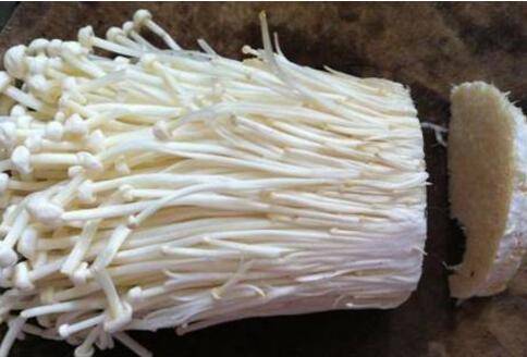 教你切掉金针菇根部再次生长发芽小妙招