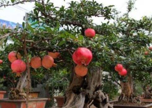 盆栽石榴怎么养能多开花多结果