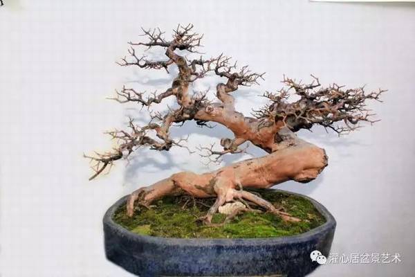 盆景脱衣换锦是什么意思?盆景制作手法解读