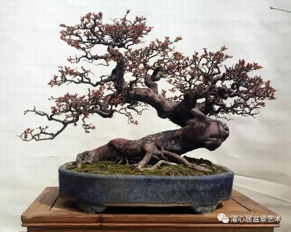 盆景脱衣换锦是什么意思?盆景制作手法解读