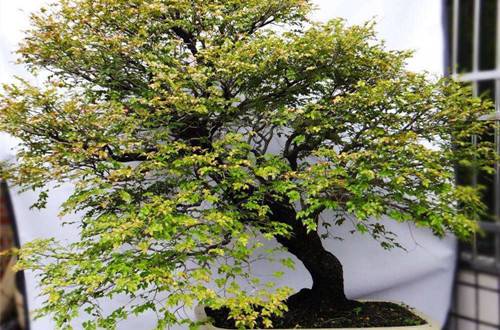 1516613029967956.jpg 小叶紫檀盆景冬天怎么养?几点养护技巧须知