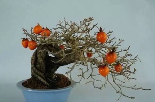 1535534647850178.jpg 老鸦柿盆景的日常养护方法及注意事项