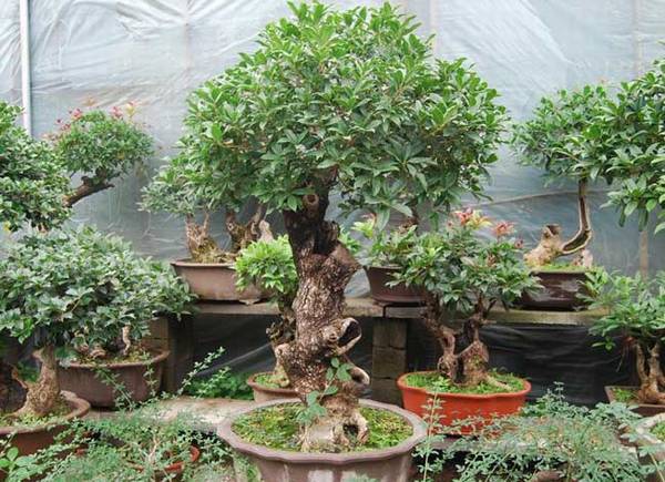 桂花树盆景怎么修剪好