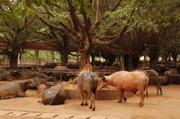 ��ݸ�������ţ��