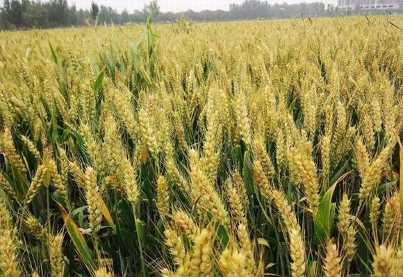 ���ϰ���ϰ�ף��������� ��������