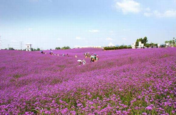 �Ĵ��������