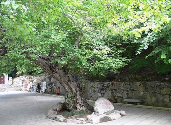 ɽ����ׯ��̴��