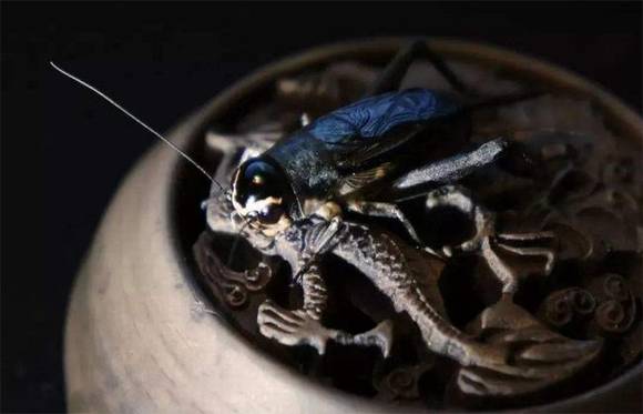 �ʼ�ʮ���棺��������������