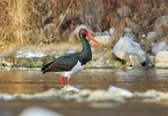 ���ϰ��������� �й����ٱ�����