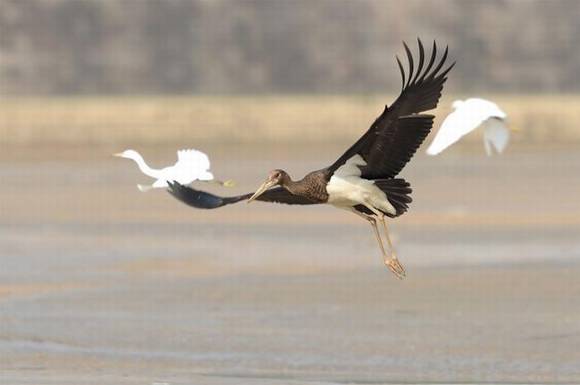 ���ϰ��������� �й����ٱ�����