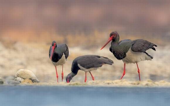 ������ɽ �й�����֮��