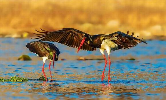 ������ɽ �й�����֮��