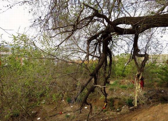 ���ɹŲ����ǧ�������