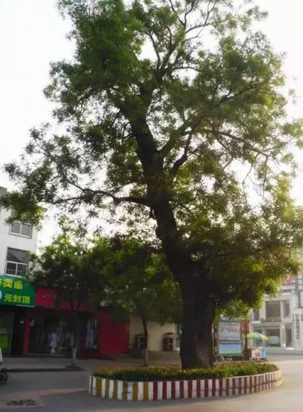 ���ϰ������� ��ɫ���ʯ��