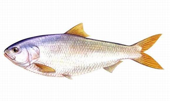 ���������ʡ�ָ����������