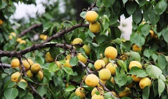 ����������ϰ��