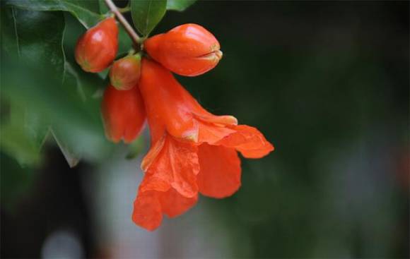 ֻ�г����˲Ŷ����ĺ��壺�컨�ɲ�