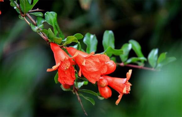 ֻ�г����˲Ŷ����ĺ��壺�컨�ɲ�