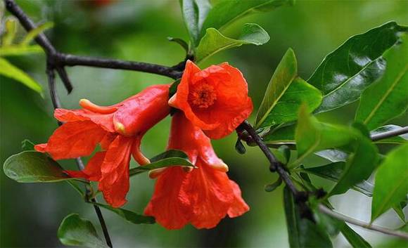 ֻ�г����˲Ŷ����ĺ��壺�컨�ɲ�