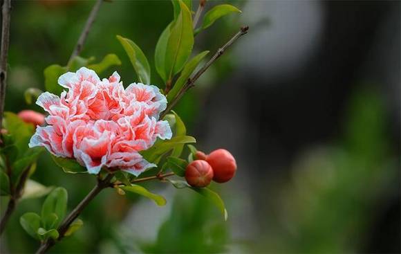 ֻ�г����˲Ŷ����ĺ��壺�컨�ɲ�