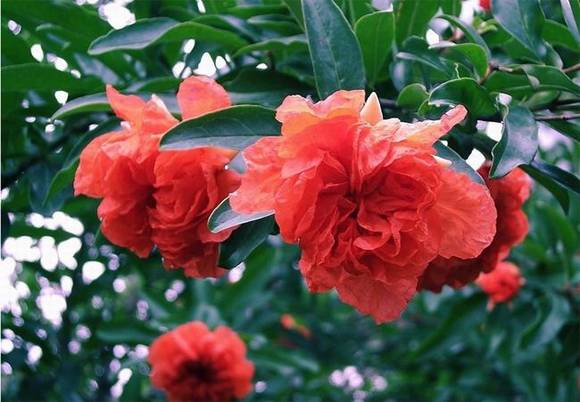 ֻ�г����˲Ŷ����ĺ��壺�컨�ɲ�