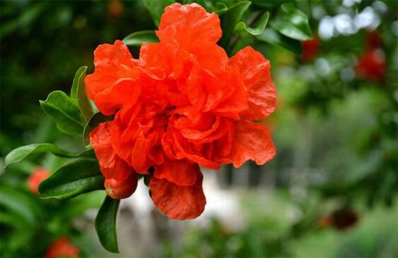 ֻ�г����˲Ŷ����ĺ��壺�컨�ɲ�