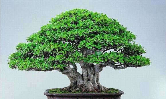 ֻ�г����˲Ŷ����ĺ��壺�컨�ɲ�