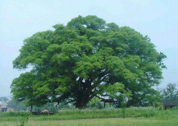 ֻ�г����˲Ŷ����ĺ��壺�컨�ɲ�