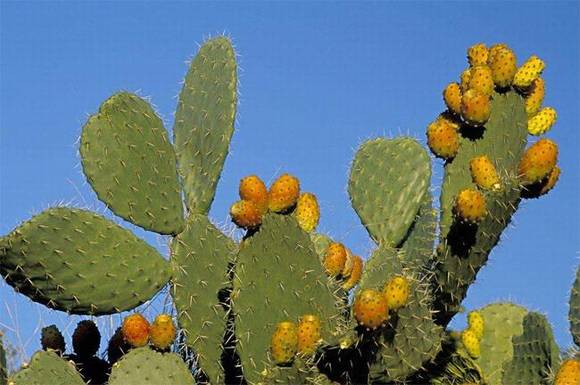 ֻ�г����˲Ŷ����ĺ��壺�컨�ɲ�