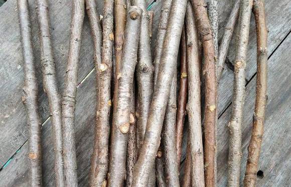 ������֦��а������