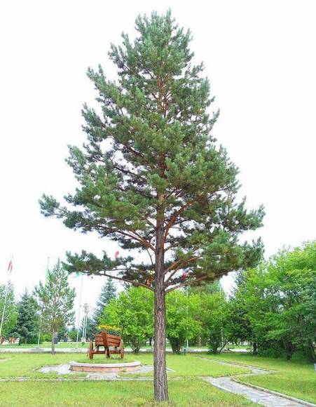 ��ľ˹�л�/����/����