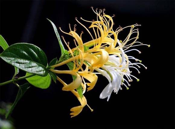 ��ɽ�л�/����