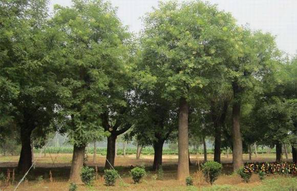 ̫ԭ�л�/����