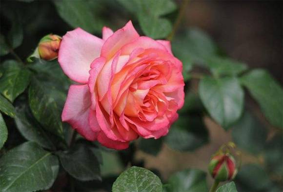 ������л�