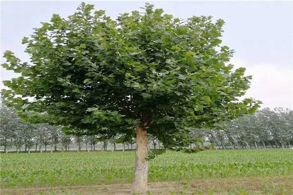 �����л�/����