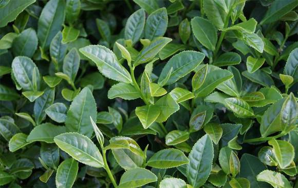 �����л�/����