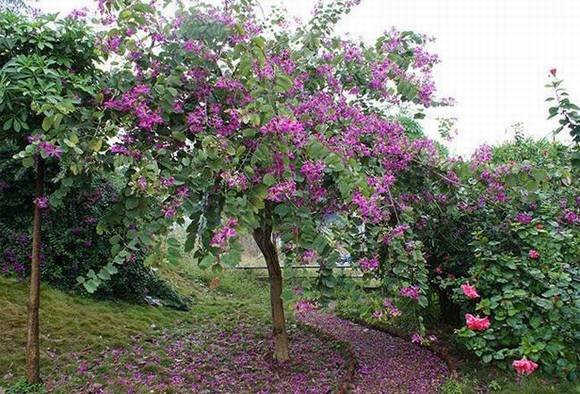 �麣�л�/����/����