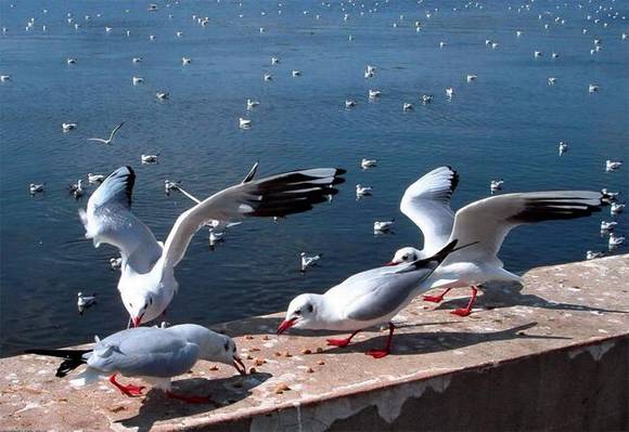 �麣�л�/����/����