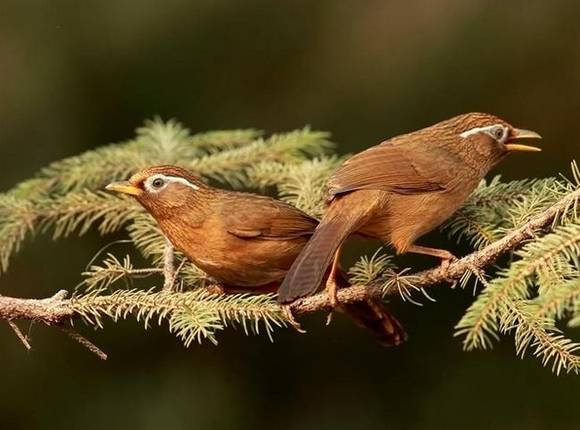 �ع��л�/����/����