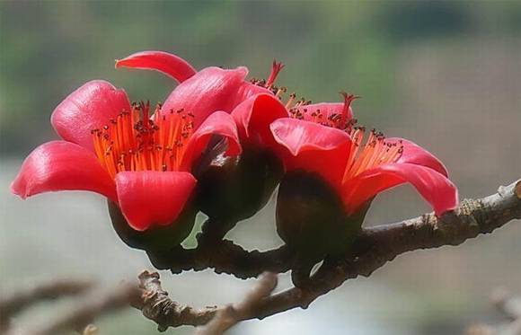 ��֦���л�/����