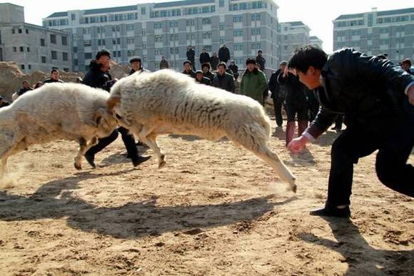 ɽ��������