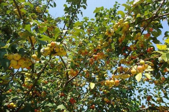 家庭自酿海棠果酒技术方法