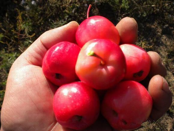家庭自酿海棠果酒技术方法