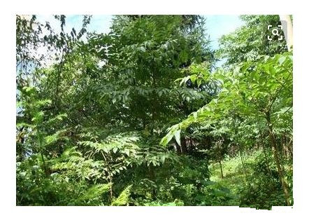 椿根皮酒在家如何酿制