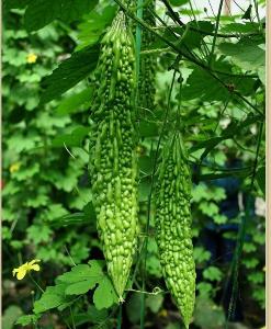 苦瓜如何酿造保健酒