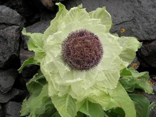 农村家庭常用雪莲花酒在家怎么制作