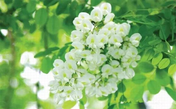 桂花酒怎样制作口感香醇方法